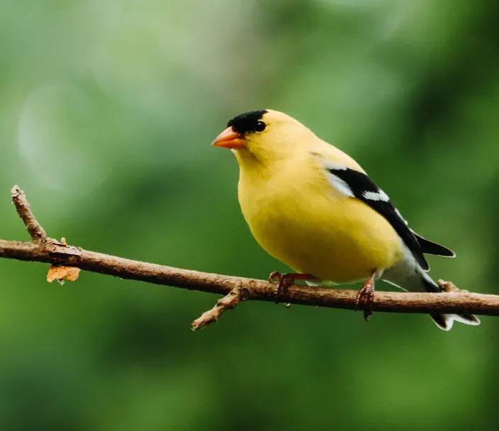 Goldfinch 