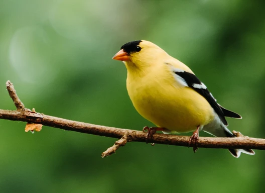 Goldfinch 